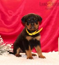 Rottweiler Puppies For Sale