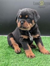 Rottweiler Puppies For Sale