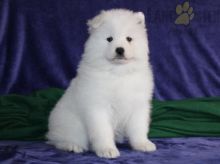 Samoyed Puppies For Sale