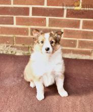 Shetland Sheepdog Puppies For Sale