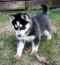 Siberian Husky Puppies For Sale