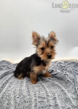 Yorkshire Terrier Puppies For Sale