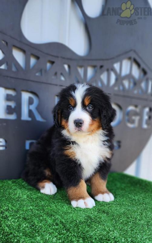Bernese Mountain Dog For Sale Image eClassifieds4u