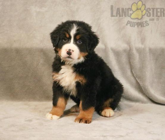 Bernese Mountain Dog For Sale Image eClassifieds4u