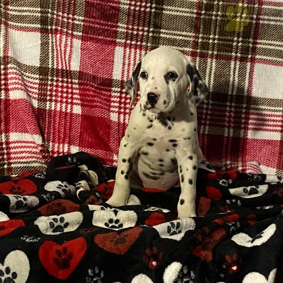 Dalmatian Puppies For Sale Image eClassifieds4u