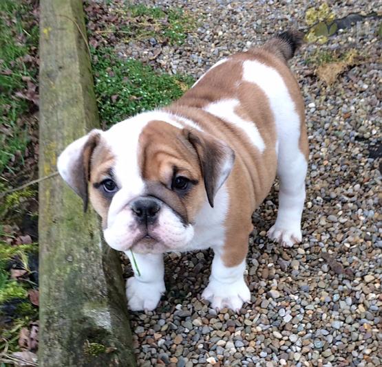 English Bulldog Puppies For Sale Image eClassifieds4u
