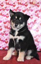 Alaskan Malamute Puppies For Sale Image eClassifieds4U