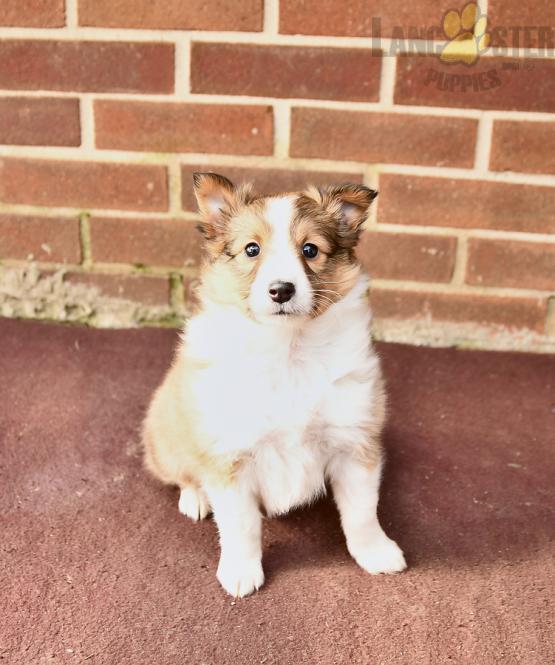 Shetland Sheepdog Puppies For Sale Image eClassifieds4u