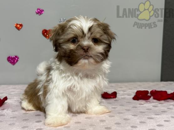 Shih Tzu Puppies For Sale Image eClassifieds4u