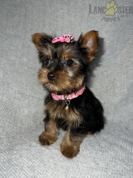 Yorkshire Terrier Puppies For Sale Image eClassifieds4u