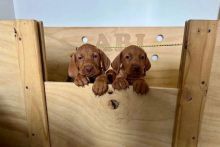 Affectionate Male and Female Vizsla puppies