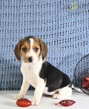 Beagle Puppies For Sale