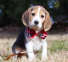 Beagle Puppies For Sale