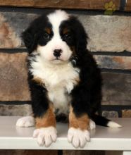 Bernese Mountain Dog For Sale