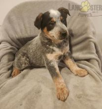 Blue Heeler Puppies For Sale