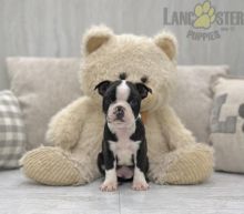 Boston Terrier Puppies For Sale