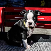 Boston Terrier Puppies For Sale