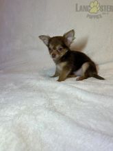 Chihuahua Puppies For Sale