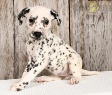 Dalmatian Puppies For Sale