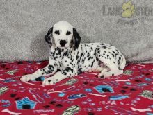 Dalmatian Puppies For Sale