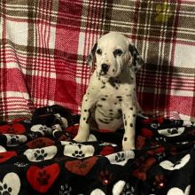 Dalmatian Puppies For Sale