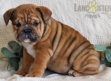 English Bulldog Puppies For Sale