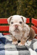 English Bulldog Puppies For Sale