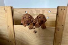 Healthy Vizsla Puppies For Adoption