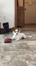 Papillon Puppies For Sale
