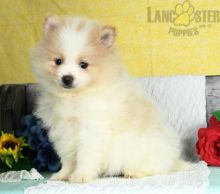 Pomeranian Puppies For Sale