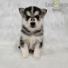 Pomsky Puppies For Sale