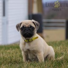 Pug Puppies For Sale