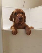 Registered vizsla Puppies For Re-Homing