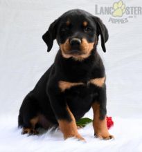 Rottweiler Puppies For Sale