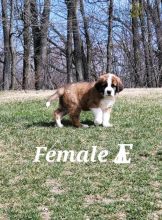 Saint Bernard Puppies For Sale