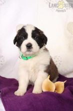 Saint Bernard Puppies For Sale