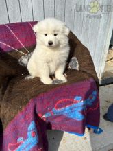 Samoyed Puppies For Sale