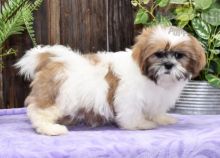 Shih Tzu Puppies For Sale