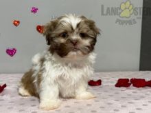 Shih Tzu Puppies For Sale