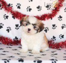 Shih Tzu Puppies For Sale