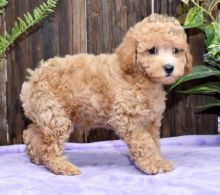 Toy Poodle Puppies For Sale