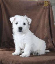 West Highland White Terrier Puppies For Sale