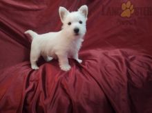 West Highland White Terrier Puppies For Sale