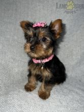 Yorkshire Terrier Puppies For Sale