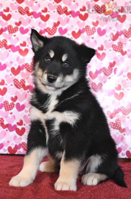 Alaskan Malamute Puppies For Sale Image eClassifieds4u