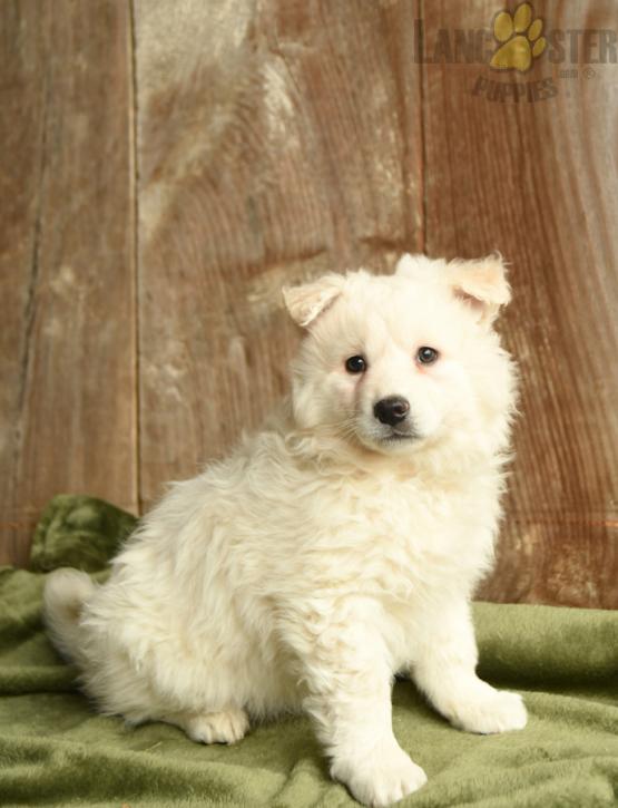 American Eskimo Puppies For Sale Image eClassifieds4u