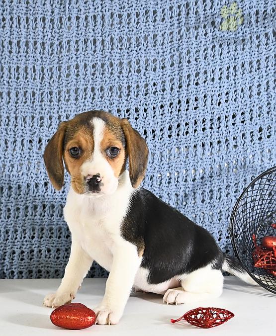 Beagle Puppies For Sale Image eClassifieds4u