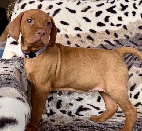 Beautifull vizsla Puppies for Rehoming Image eClassifieds4u