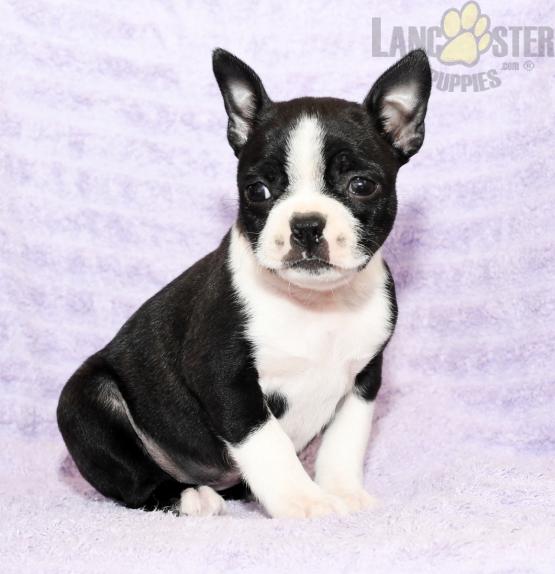 Boston Terrier Puppies For Sale Image eClassifieds4u