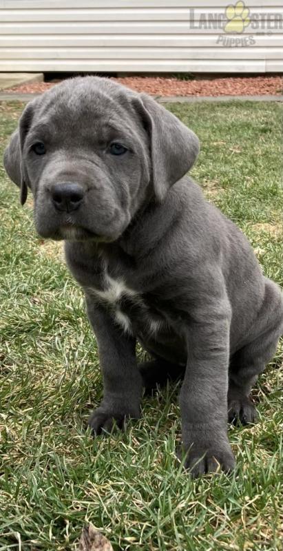 Cane Corso (Italian Mastiff) Puppies For Sale Image eClassifieds4u